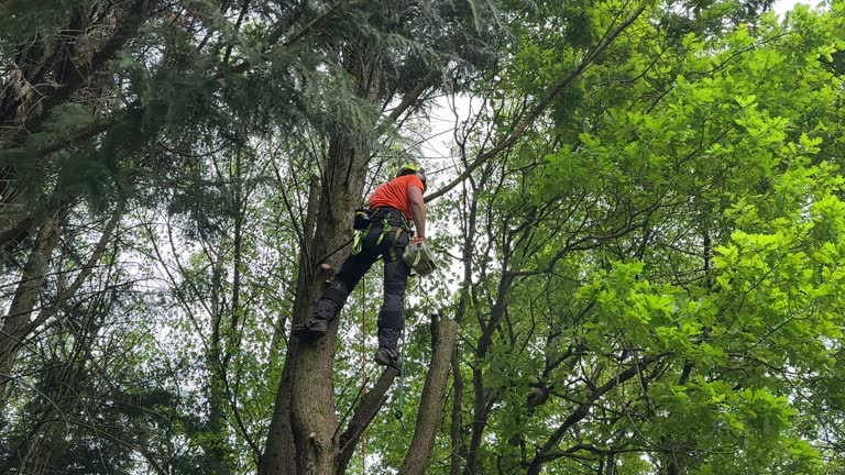 Tree and Shrub Care in Columbia, IL